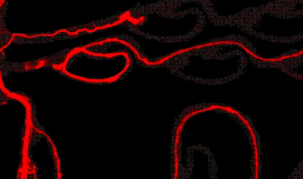 information flow asymmetry