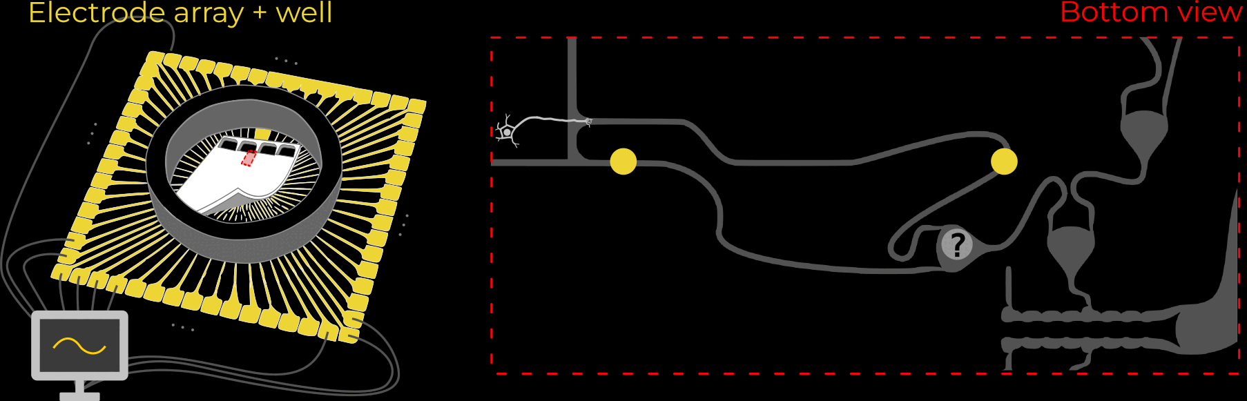 information flow asymmetry
