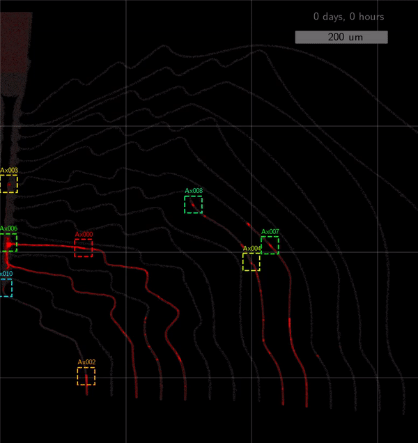information flow asymmetry