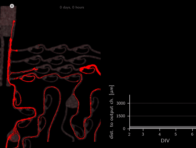 information flow asymmetry