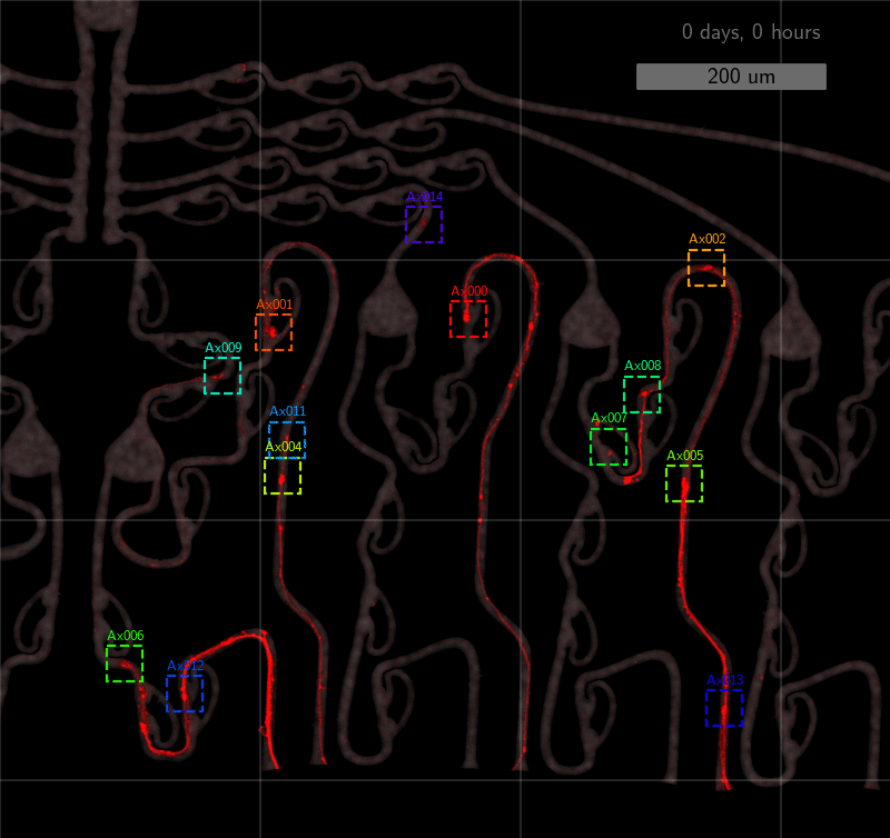 information flow asymmetry