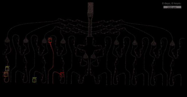 information flow asymmetry